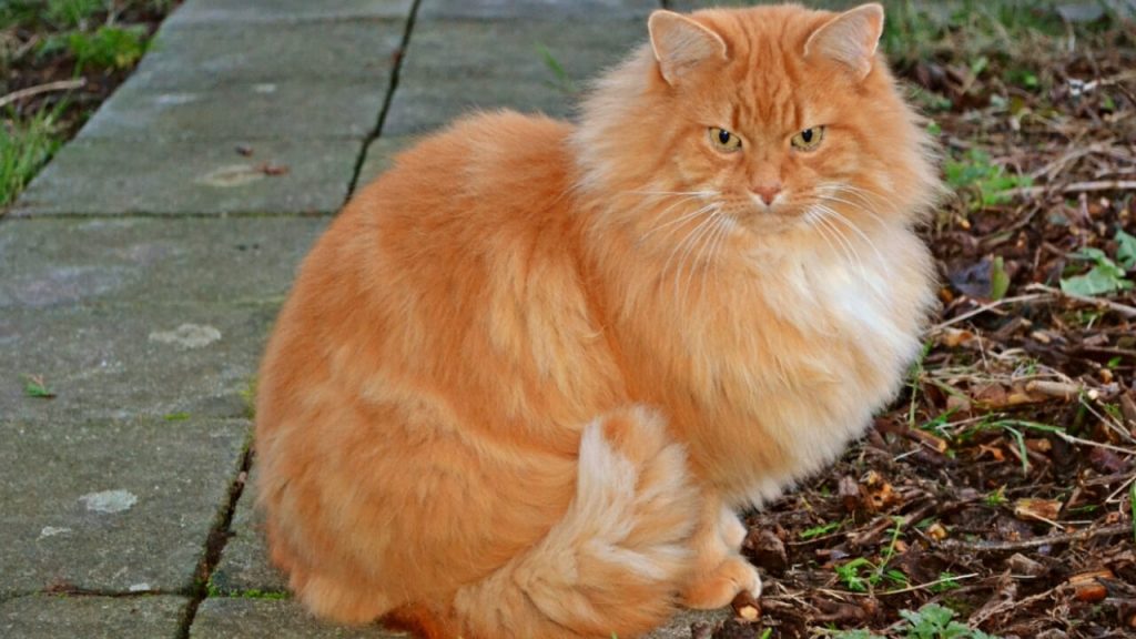 RagaMuffin 】- dogscatsonline.com History, photos and more - 【2019】